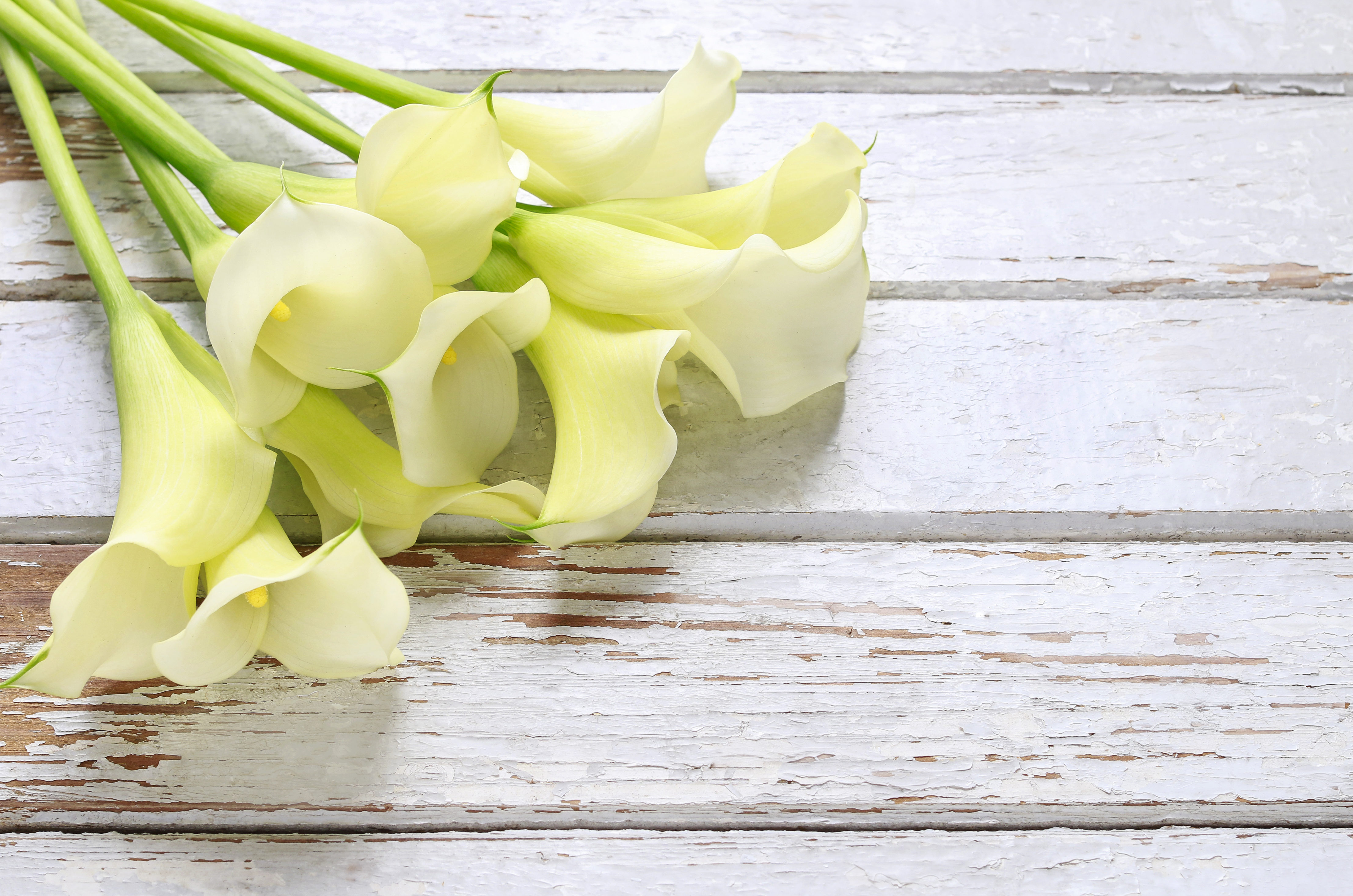 Bouquet of white calla flowers (Zantedeschia) on white wooden table, copy space